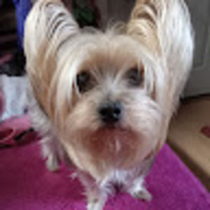 Meet your Posher, Shirley